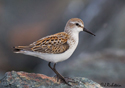 Calidris mauri